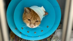 入院や治療が必要な地域猫やネグレクトされた猫への御支援お願いします
