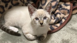 難病「門脈シャント」と診断された愛猫ソイを助けてください！ のトップ画像