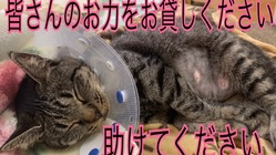 保護猫コタツの治療費病院代の支援をお願い致します。 のトップ画像