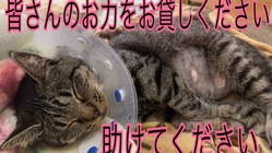 保護猫コタツの治療費病院代の支援をお願い致します。