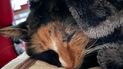 【腎不全・尿管結石】サンを救うために治療費のご支援をお願いします！ のトップ画像