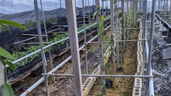 親子で国産バニラの栽培に挑戦！ のトップ画像