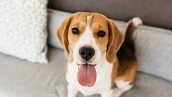 愛犬お世話代行株式会社全国一周毛刈りの旅 のトップ画像