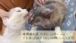 猫の保護活動継続に向けたご支援・ご協力をお願いいたします！ のトップ画像