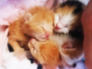 ご支援の御礼と動画のご紹介