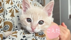 生後2ヶ月で発症。FIPの治療にご支援ご協力よろしくお願い致します のトップ画像