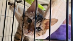 茨城の猫のための活動を支援してください