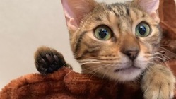 甘えん坊タイム😽