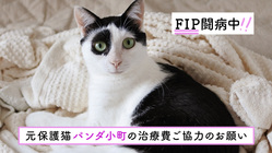 FIP闘病中／元保護猫パンダ小町の治療費ご協力のお願い