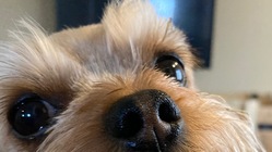 老犬介護、介助の支払金額の負担を少なくする為にご支援を のトップ画像