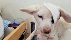 顔の皮膚が溶けて剥がれていく難病の愛犬を助けてください のトップ画像