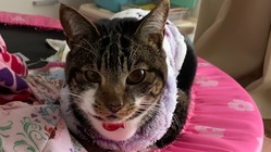 上皮性悪性腫瘍を患っている愛猫を助けてください。 のトップ画像