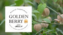 岩手花巻産のゴールデンベリーを使用したフルーツゼリーの先行予約販売