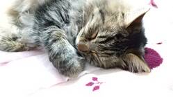 ぽんちゃんの猫白血病の抗がん剤治療 のトップ画像
