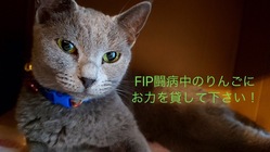 FIP(猫伝染性腹膜炎)と闘うりんごを助けて下さい！！ のトップ画像