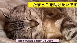 悪性リンパ腫治療中/たまっこの治療費ご支援お願いします。 のトップ画像