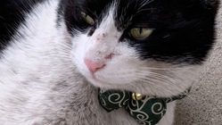 猫の街の保護猫、動物保護シェルターをつくりたい のトップ画像