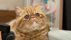 生後5ヶ月で発症　猫伝染性腹膜炎(FIP)から救いたい！！ のトップ画像