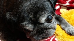 髄膜脳炎とたたかう花丸にご支援をお願い致します のトップ画像