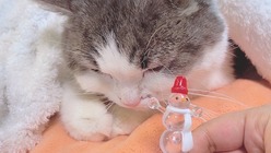 FIP(猫伝染性腹膜炎)に罹患したキイを助けてください のトップ画像