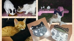 猫グッズを通じて保護猫活動の尊さを伝えたい！ のトップ画像