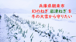 兵庫県朝来市の伝統野菜　まぼろしのねぎ「岩津ねぎ」を雪から守りたい のトップ画像