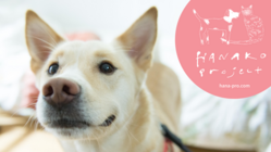 飼い主のいない犬と猫に医療を届けるしくみを｜ハナコプロジェクト のトップ画像