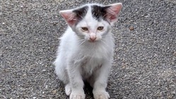 帰る場所のない猫達。安心して過ごせる居場所に。 のトップ画像