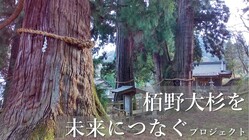 ＜山中温泉の限界集落＞ 樹齢2300年 栢野大杉を守りたい！ のトップ画像