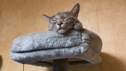 FIPの保護猫、ロビンにご協力お願いします。 のトップ画像