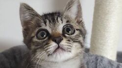 離島で生きていけない猫ちゃんの保護活動 のトップ画像