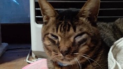 白血病によるリンパ腫のトムを助けてください のトップ画像