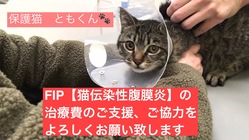 保護猫ともくんのFIP(猫伝染性腹膜炎)治療費ご支援のお願いです。 のトップ画像