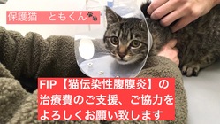 保護猫ともくんのFIP(猫伝染性腹膜炎)治療費ご支援のお願いです。