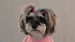 肛門嚢アポクリン腺癌と診断された11歳の愛犬：六花を助けてください のトップ画像