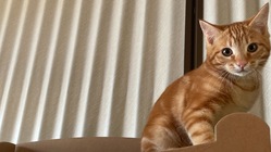 保護猫カレンダー購入でTNR活動や保護猫活動の応援をお願いします のトップ画像