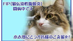 FIP寛解に向け闘病中・小太郎の治療にご支援を のトップ画像