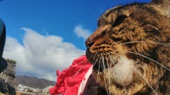 扁平上皮癌で放射線治療をしてあげたい!!ララにご支援をお願いします のトップ画像