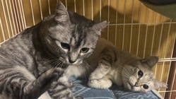 保護猫と障がい者が一緒に暮らせるグループホームの存続を助けて！ のトップ画像