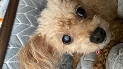 両目が見えない愛犬にどうか光を与えて下さい のトップ画像