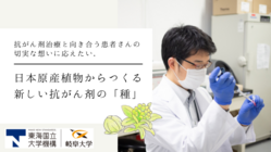 岐阜大学｜フキノトウから副作用の少ない抗がん・転移阻害剤の開発へ のトップ画像