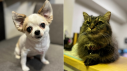 感染症に苦しむ犬猫たちを救うために、感染症治療法の研究を のトップ画像