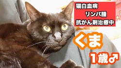 【猫白血病と闘い抜いた】1歳の愛猫【くま】へご支援のお願い のトップ画像