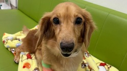 愛犬マリー9歳がリンパ腫に。抗がん剤の治療費をご支援ください。
