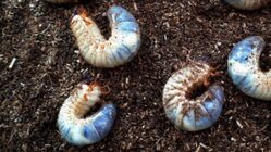 カブト虫の幼虫で子供たちに自然と命の大切さを教えたい のトップ画像