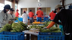 過疎地の農業と福祉と災害を結ぶ輪を作る のトップ画像