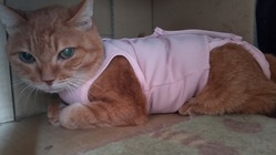 保護猫３匹のガンと、高齢猫2匹の投薬、点滴の治療費を助けてください のトップ画像