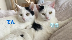 【難病FIP】猫伝染性腹膜炎を発症した「そうちゃん」を助けて下さい のトップ画像