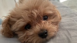 生後３ヶ月で大病門脈シャントと診断されたそら君を助けてください！ のトップ画像