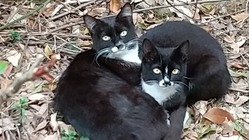 循環型保護猫カフェ(保護施設)の開店支援金の募集